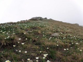 fiori
