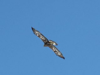 l'Aquila