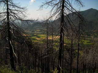 Tratto di pineta bruciata