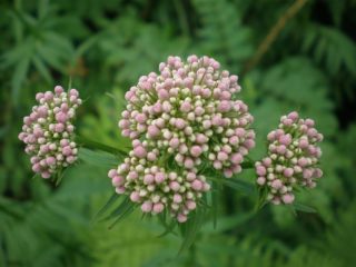 flora