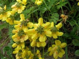 Un po' di fioritura: Hippocrepis comosa