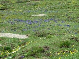 Fioritura nel Vallone di Milanesio