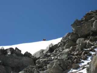 spero ti mangi un lupo!