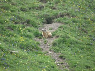 .... fauna locale