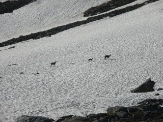 Unici compagni di salita...