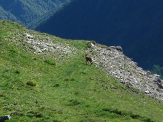 Qualcuno ci osserva.....