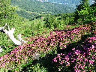 Rododendri in fiore.....
