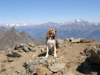 Cora in posa panoramica