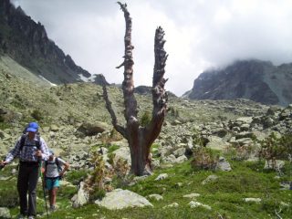albero solitario