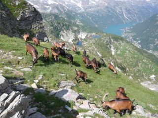 alla bocchetta di pelousa