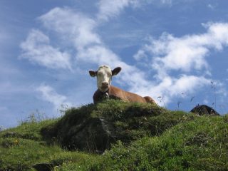 Mucca curiosa ci osserva durante la salita al rifugio