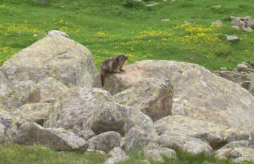 Marmotta Muandese