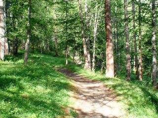 La prima parte dell'itinerario si svolge nella pineta