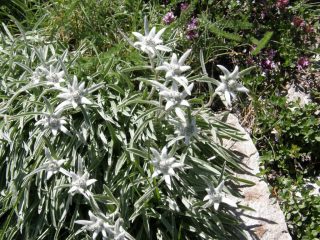 stelle alpine