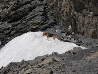 Cora sulla Sella