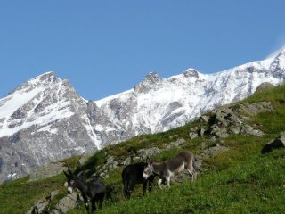 Presso Alpe Campo