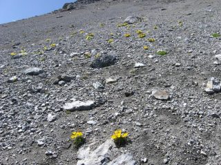 Fioritura in pietraia