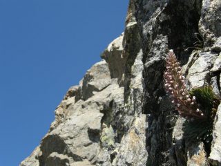 Sorpresa alla vena di quarzo...