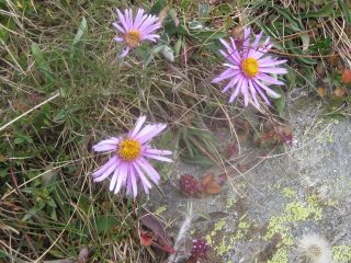 Aster alpinus