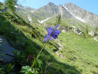 una splendida aquilegia indica la mia meta...