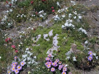 Fioriture