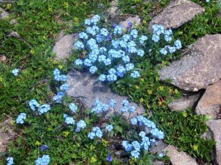 non ti scordar di me