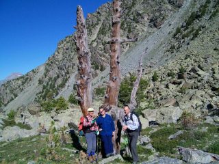 Il Grande albero