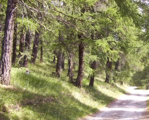sentiero nel bosco 11c