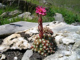 Oltre ai monti ci sono anche i fiori