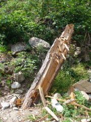 la forza della natura (il tronco e' letteralmente piantato nella mulattiera!)