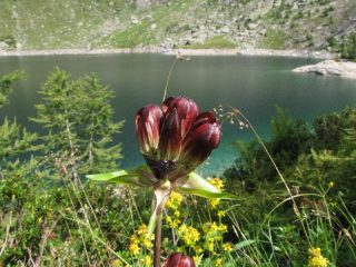 Esempio di fioritura