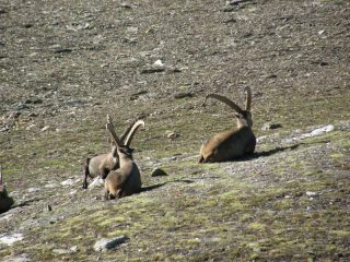 cornuti d'alta quota