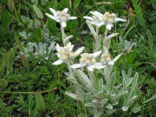 miriadi di stelle alpine !!!