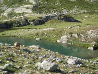Lago del Vei del Bouc e mucca curiosa