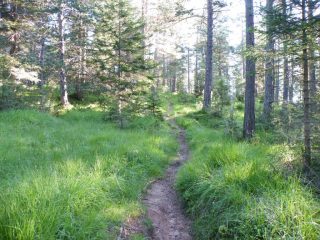 il sentiero nel bosco