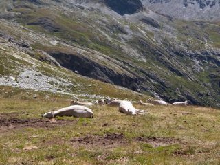 Siesta alle grange di Etiache