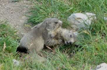 giochi tra cuccioli :-)