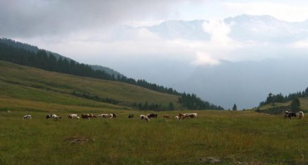 Pascoli in quota.....
