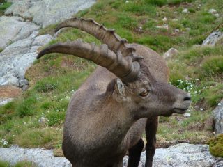 Stambecco