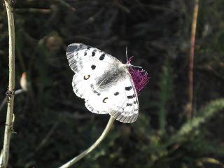 Farfalla