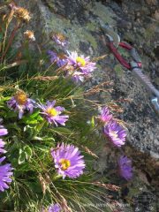 aster e spit
