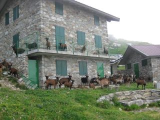 Alpeggio leggermente sovraffollato