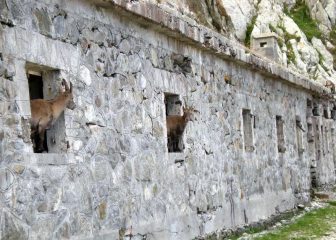 Stambecchi nella casermetta al Colle di Finestra