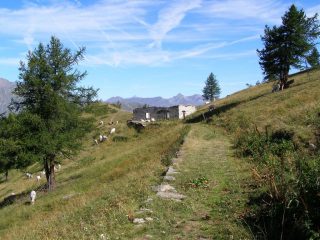 Colletta Sellar
