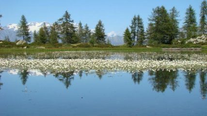  il Rosa riflesso sul lago Champas