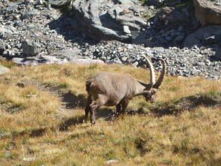 10 - Stambecco sul sentiero... chissà se si sposterà...