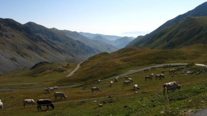 Pascoli in quota.....