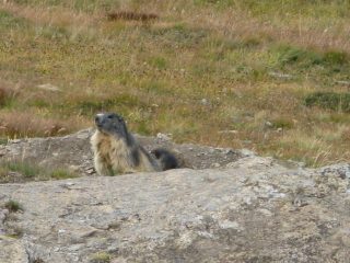 marmotta curiosa