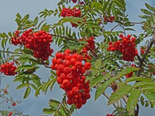 Infruttescenza di sorbo.