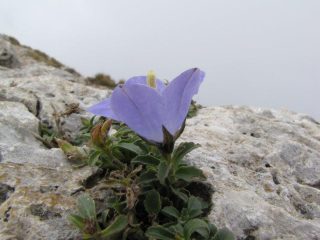 Splendida campanula raineri